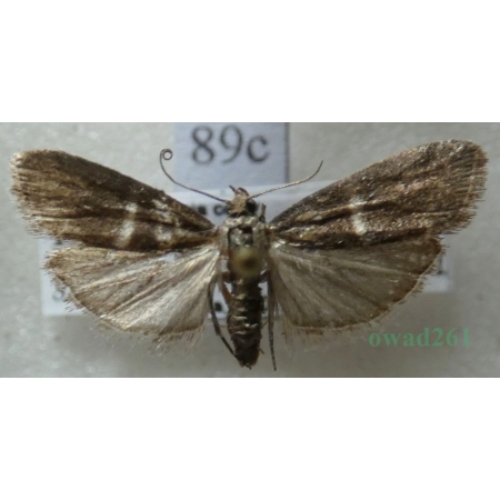 Elegia similella (Zincken, 1818) Czech89c
